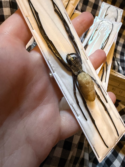 NEPHILA VITIANA - Orb weaver spider specimen