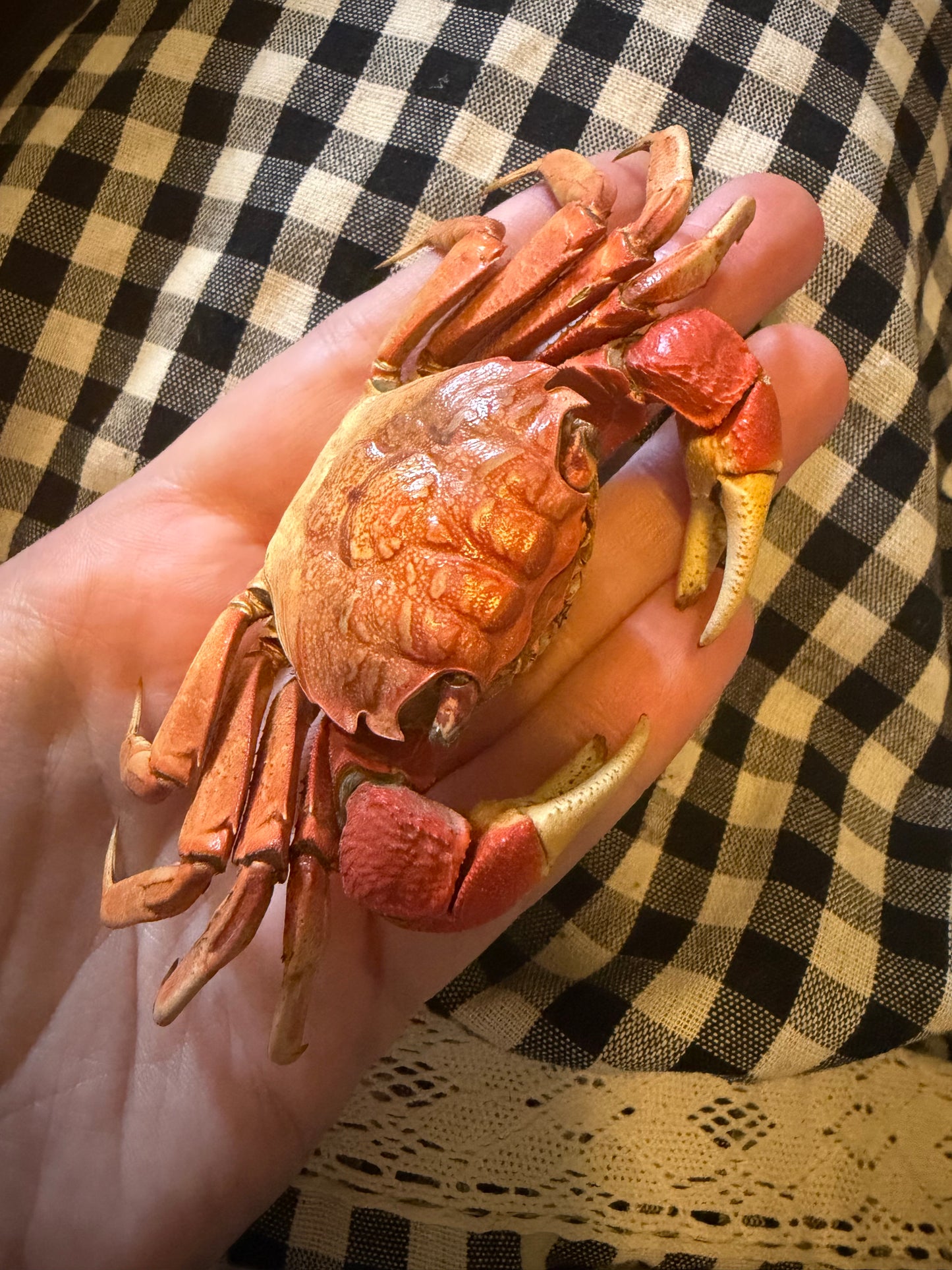 NEOSARMATIUM MEINERTI - mangrove crab specimen