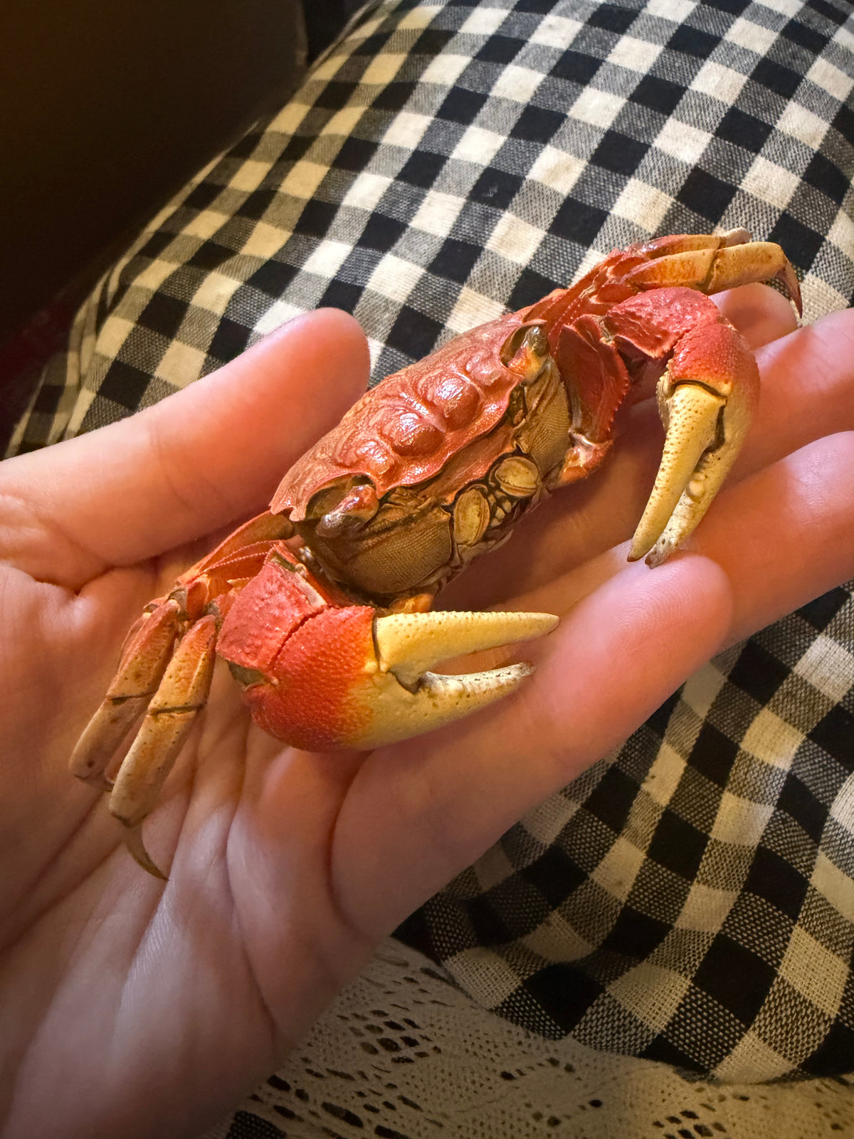 NEOSARMATIUM MEINERTI - mangrove crab specimen