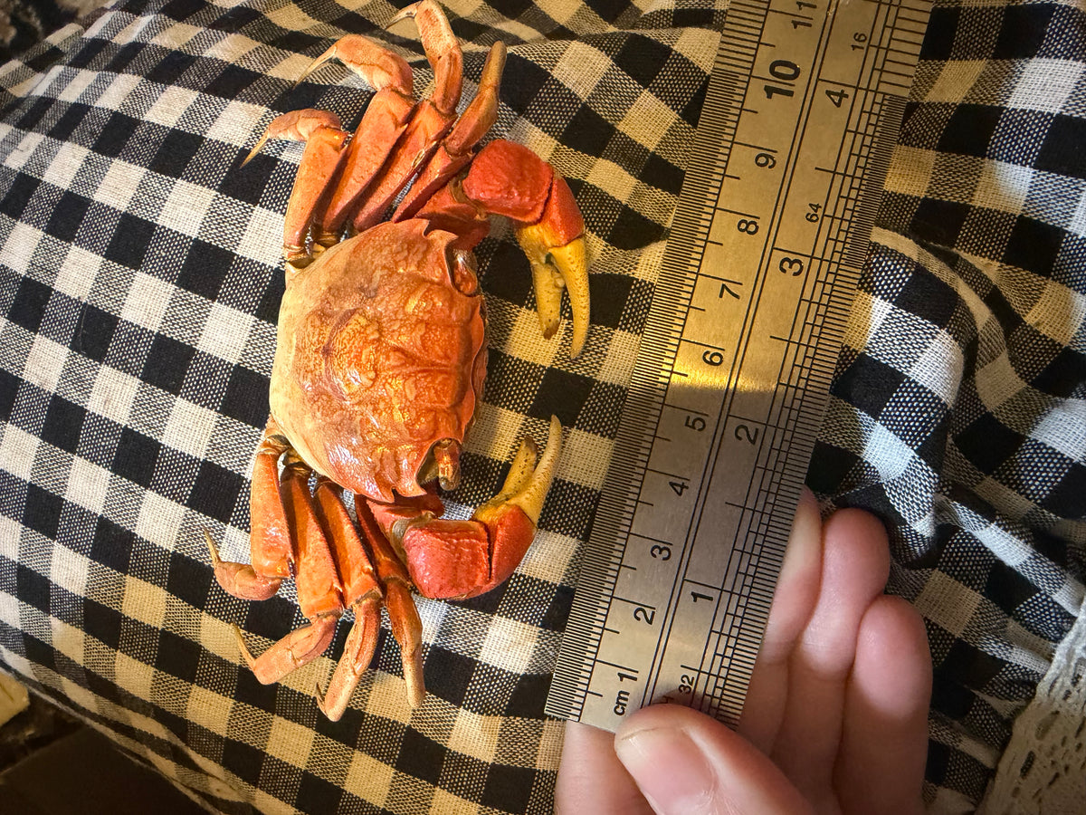 NEOSARMATIUM MEINERTI - mangrove crab specimen