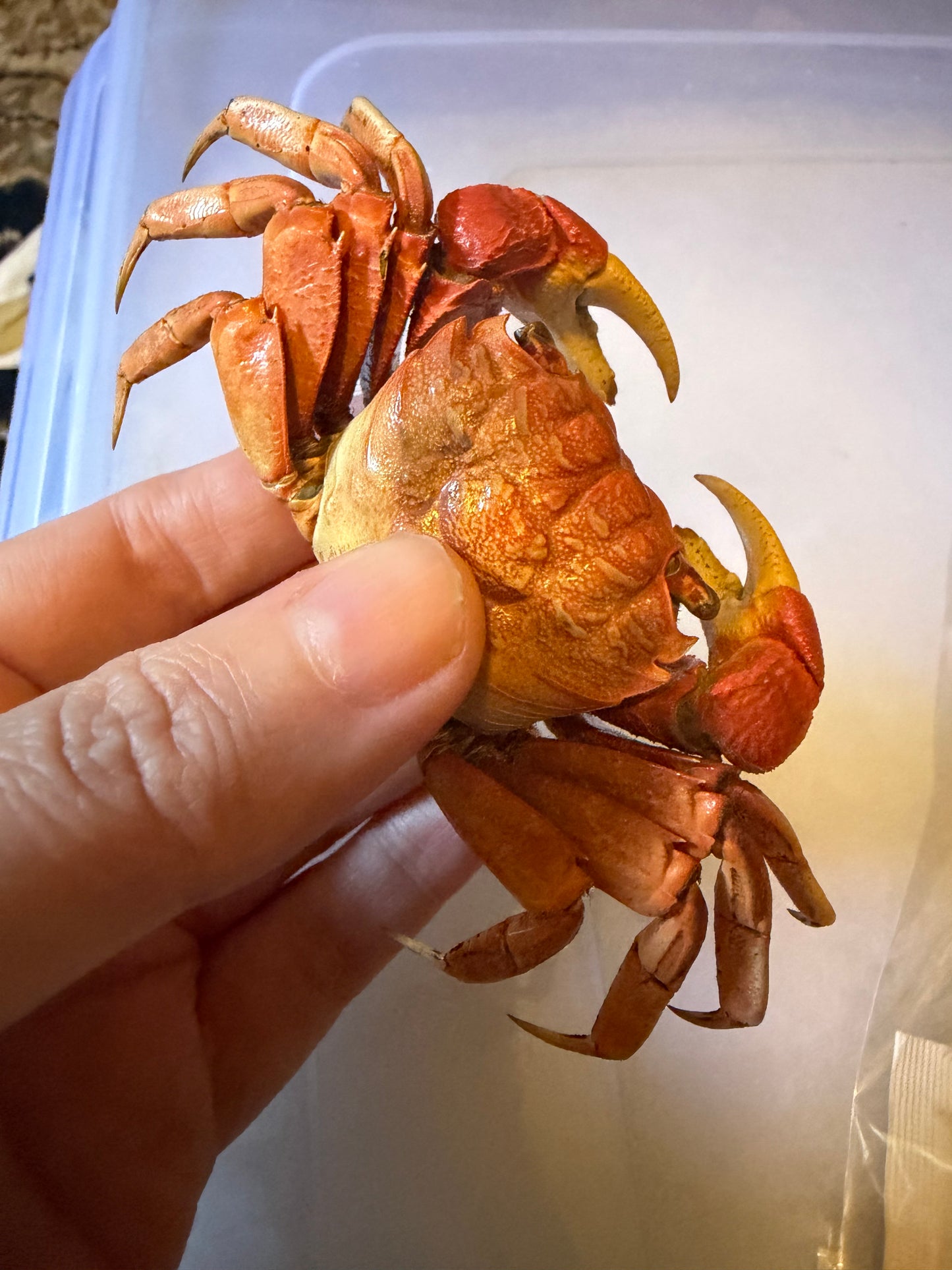 NEOSARMATIUM MEINERTI - mangrove crab specimen