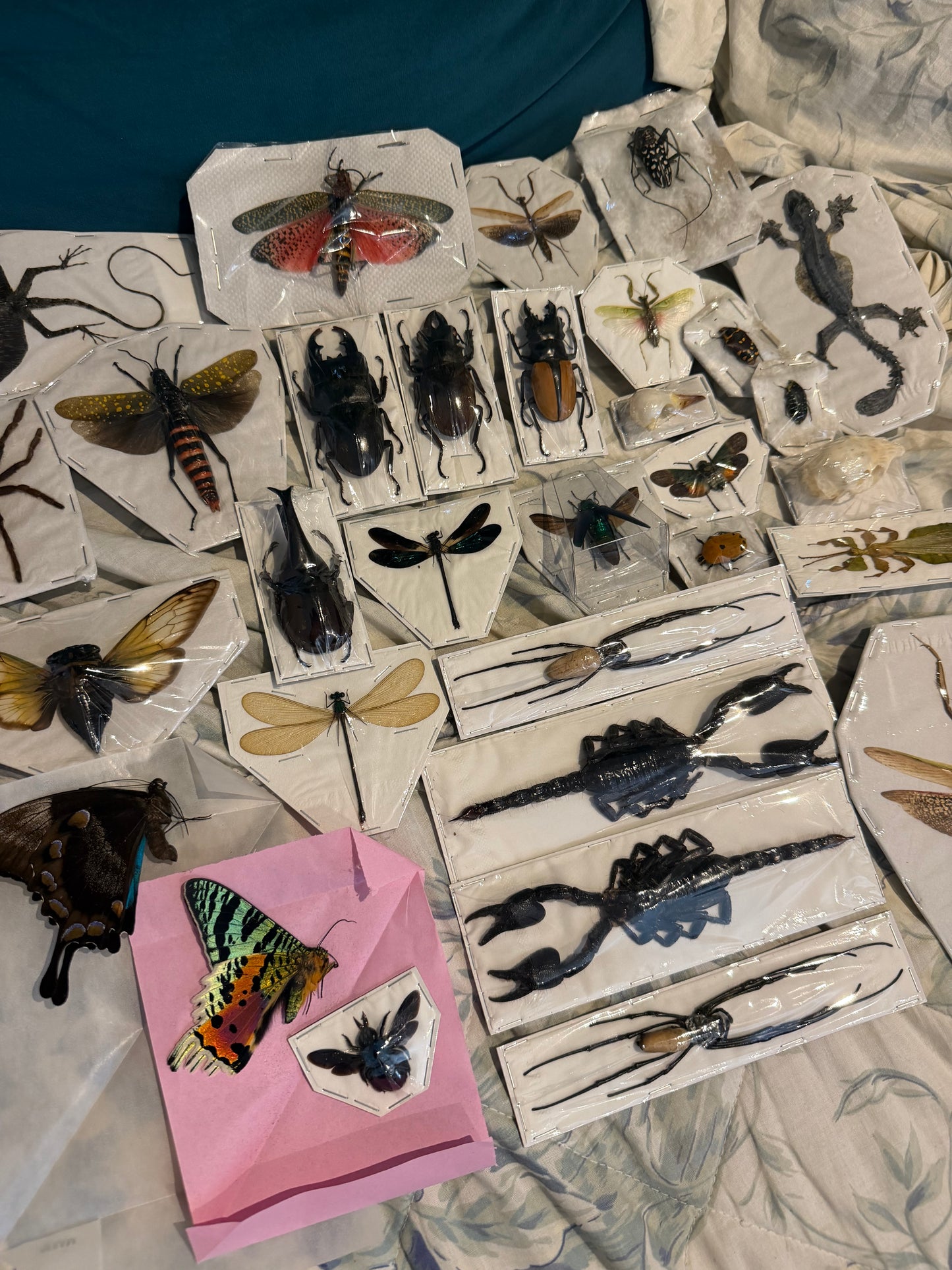 SPECIMEN MYSTERY PACK - 30 PIECES