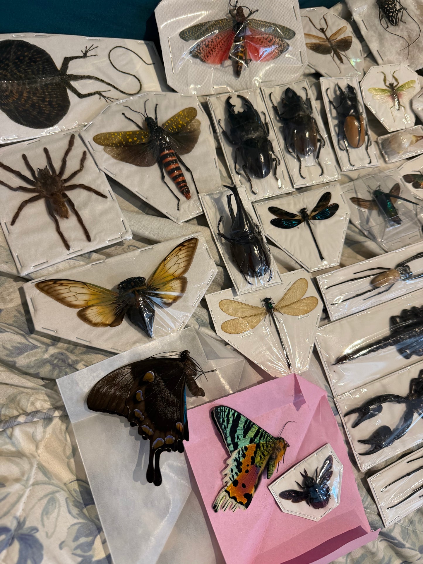 SPECIMEN MYSTERY PACK - 30 PIECES