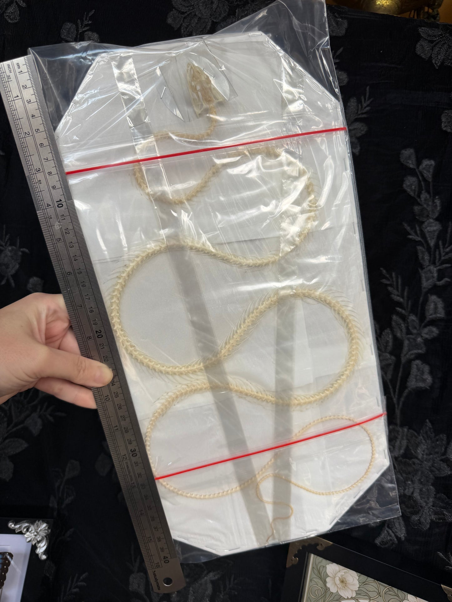 Ahaetulla prasina - HUGE oriental whipsnake specimen