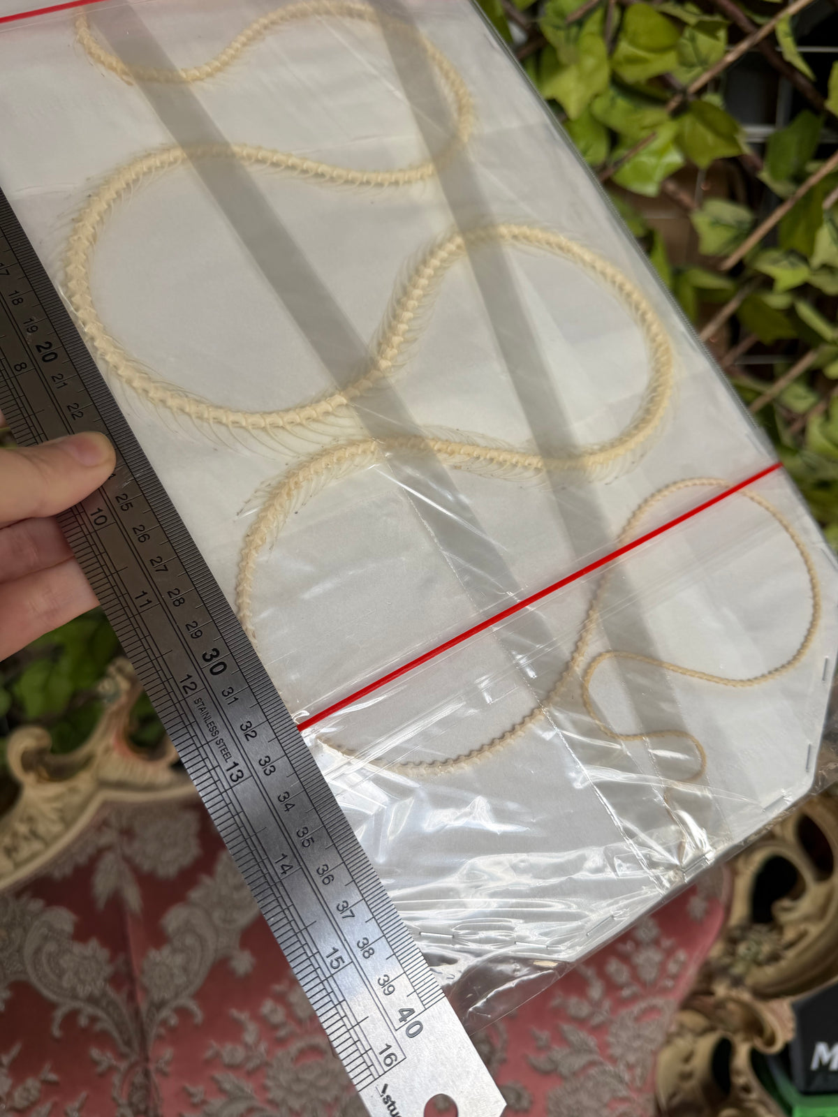 Ahaetulla prasina - HUGE oriental whipsnake specimen