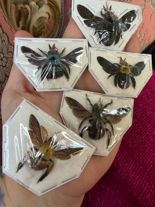 BEEZUS CHRIST - Royal flush of carpenter bees