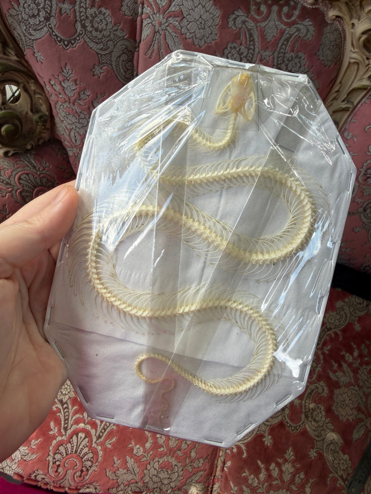 Trimeresurus albolabris - articulated skeleton