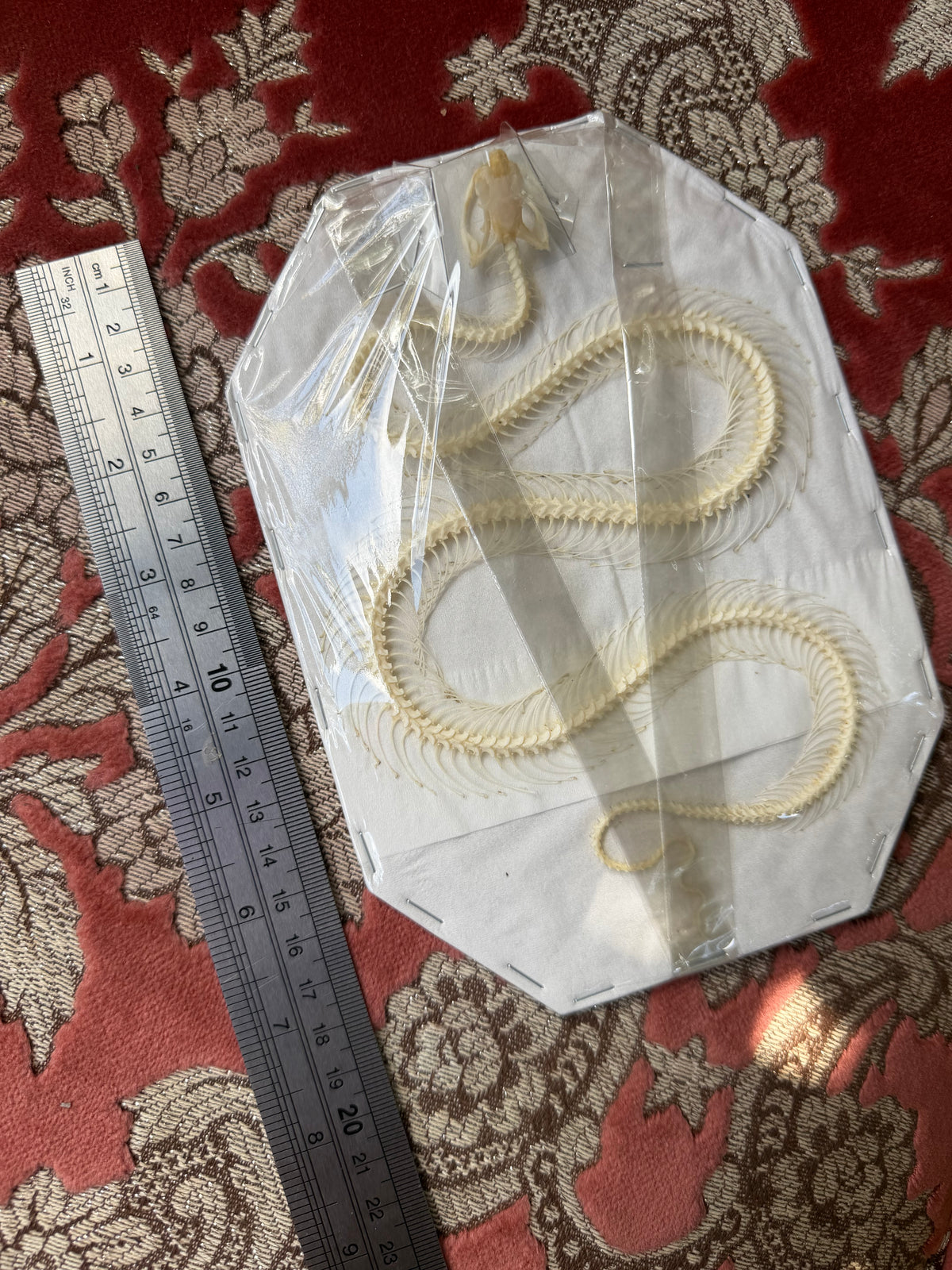 Trimeresurus albolabris - articulated skeleton