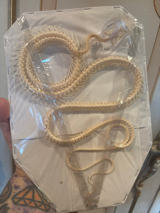 Indo-Chinese Rat Snake Skeleton-Ptyas korros specimen