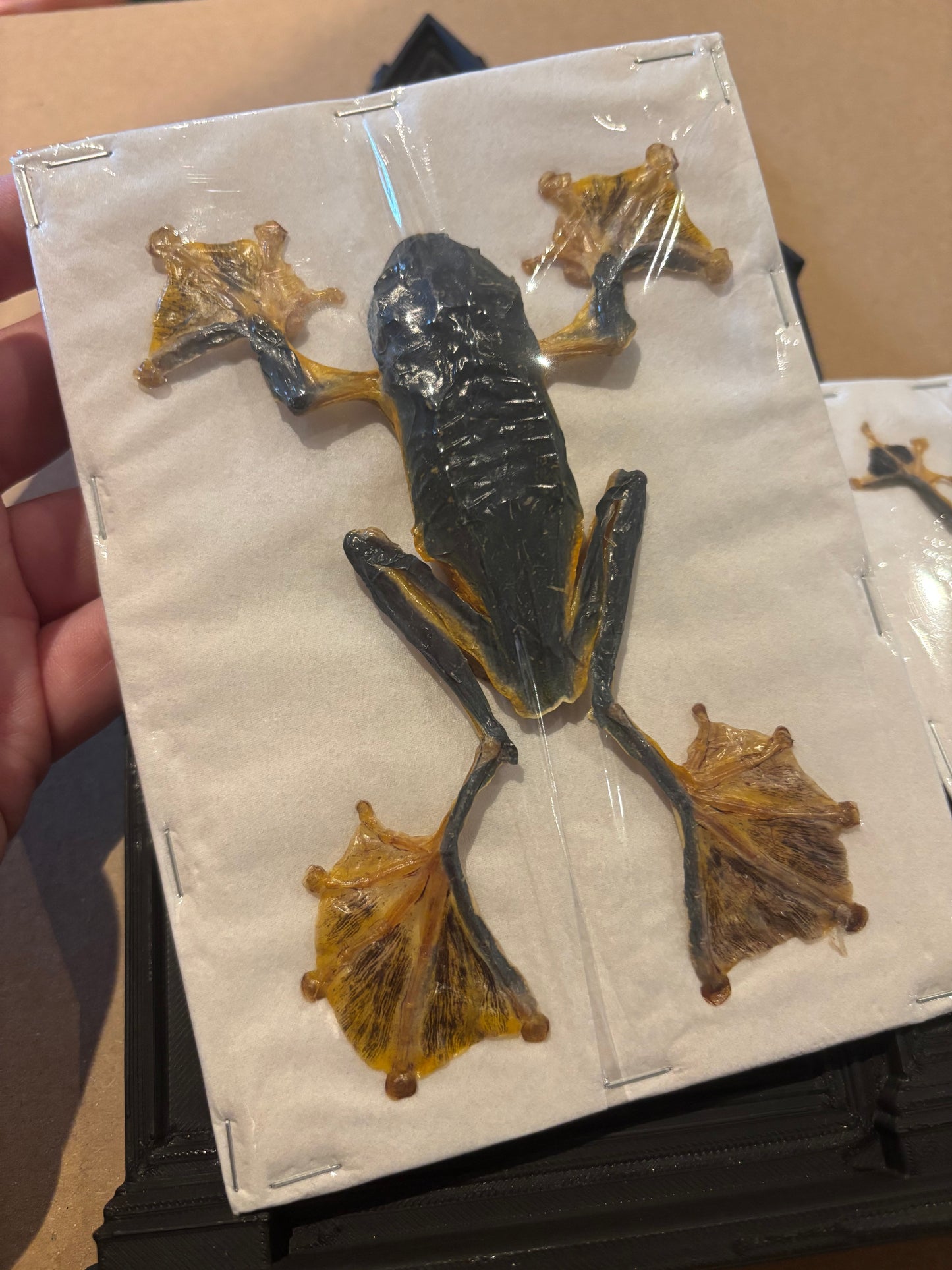JUMBO FEMALE Reinwardt's flying frog- Rhacophorus reinwardtii specimen
