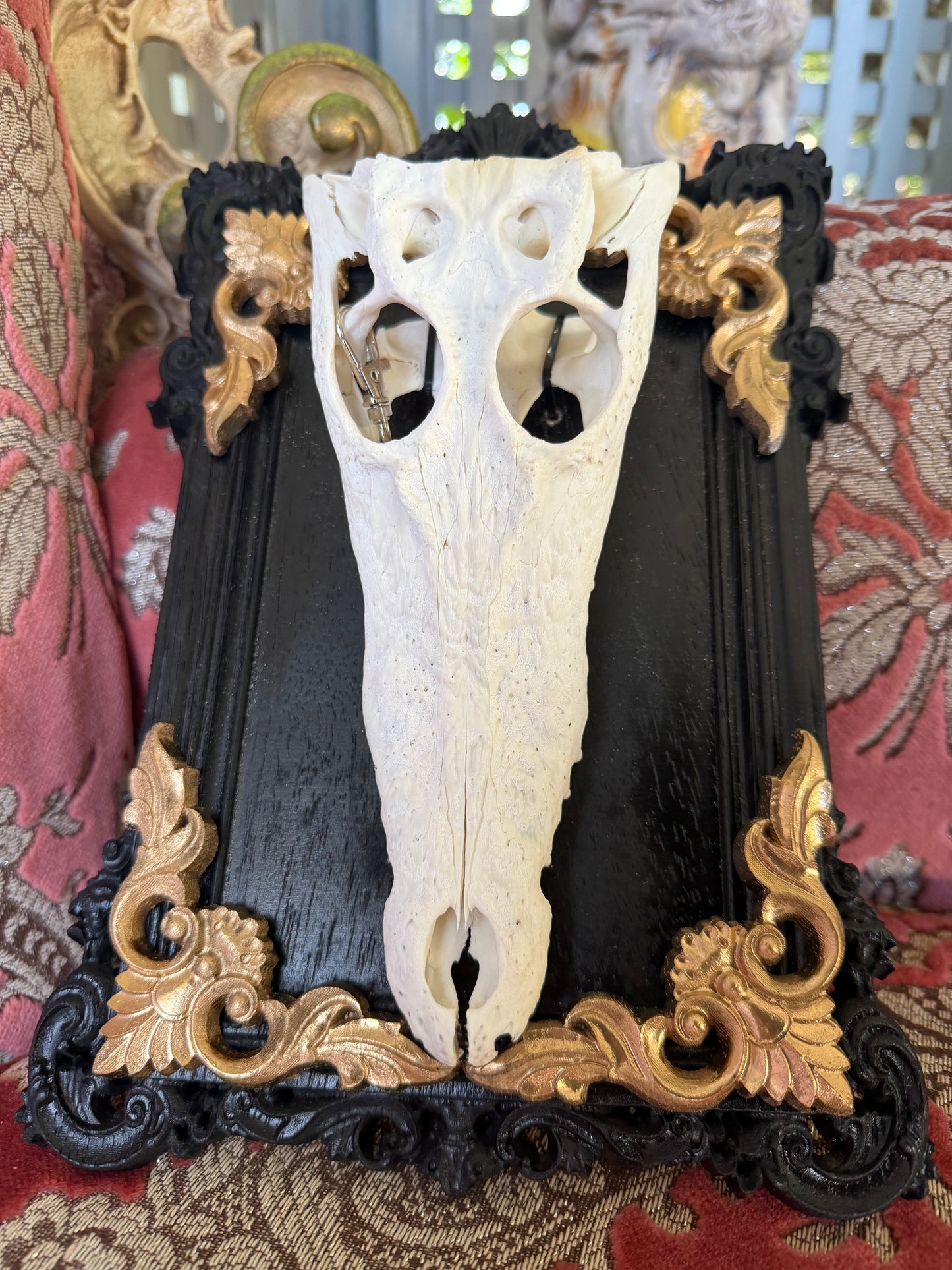 GOLD LEAF - crocodile skull curio with permit