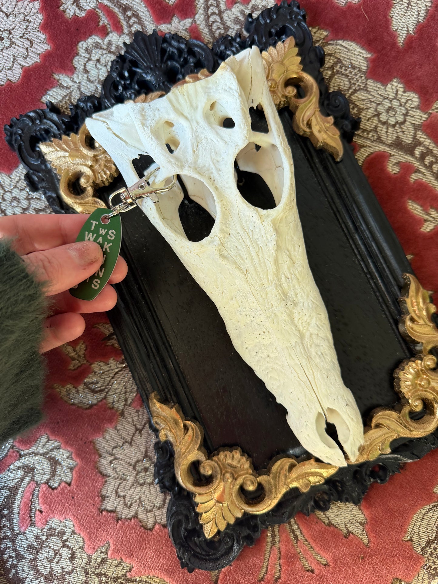GOLD LEAF - crocodile skull curio with permit