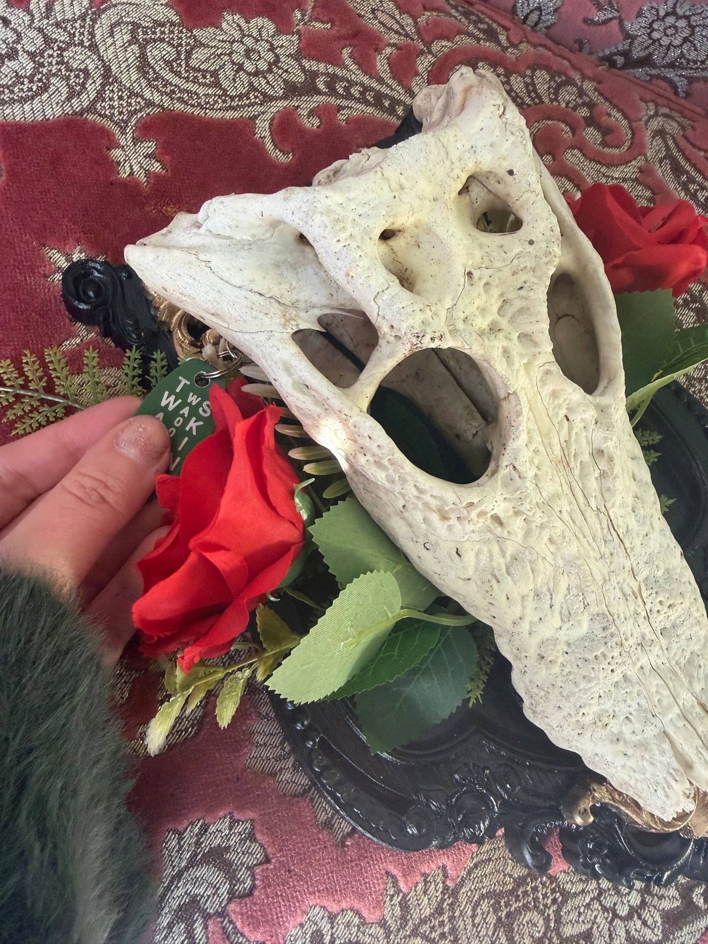 GOLD FERN ROSA - crocodile skull curio with permit