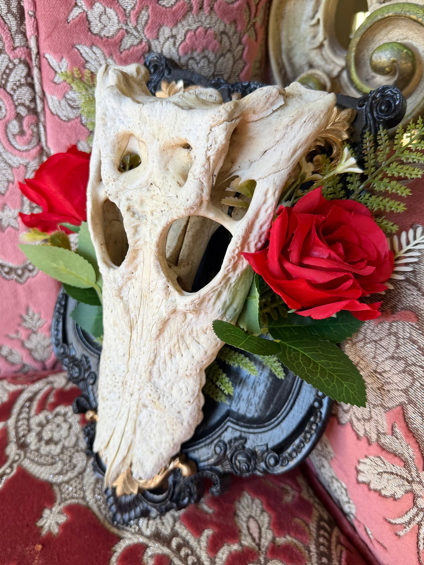 GOLD FERN ROSA - crocodile skull curio with permit