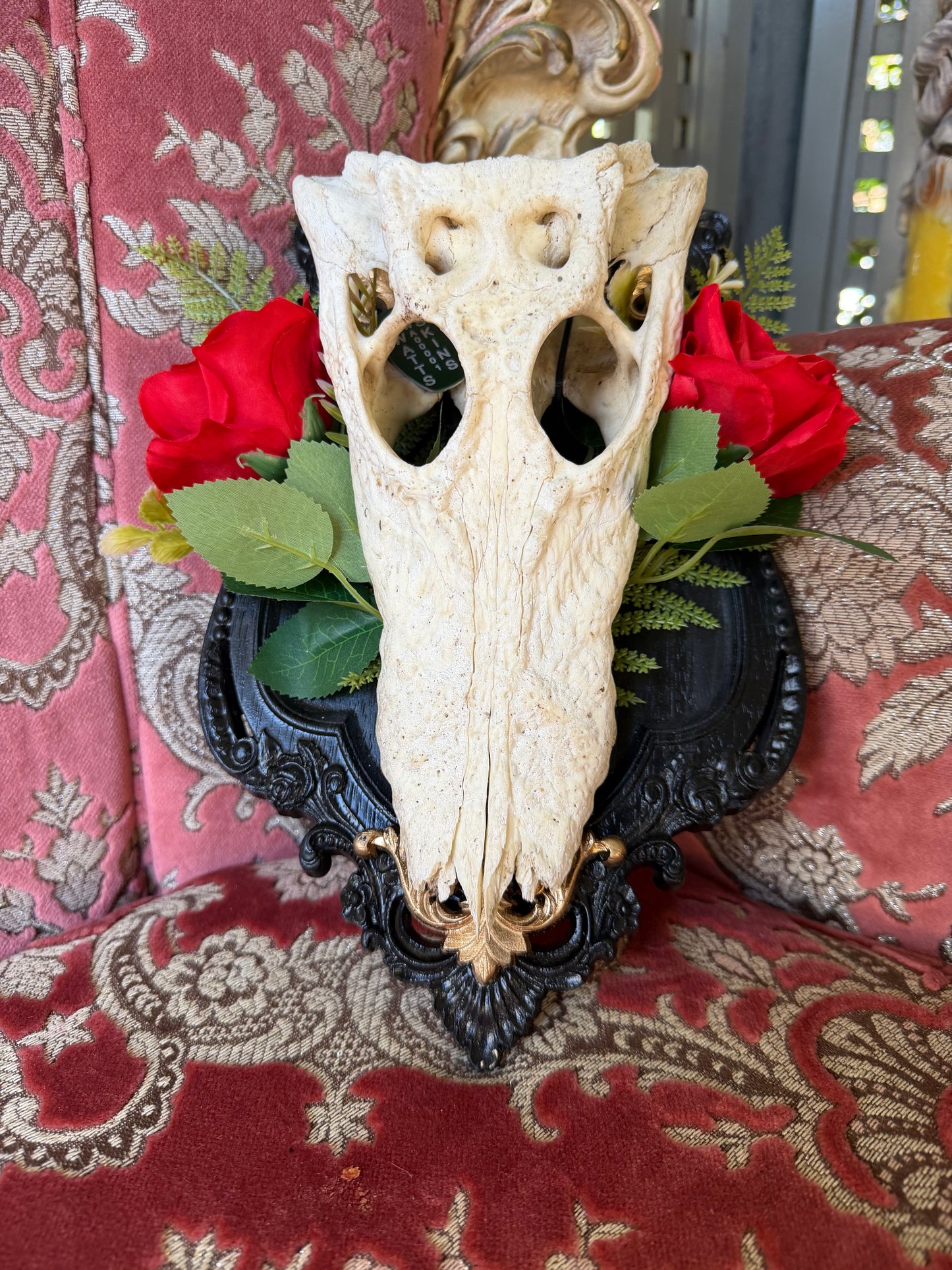GOLD FERN ROSA - crocodile skull curio with permit