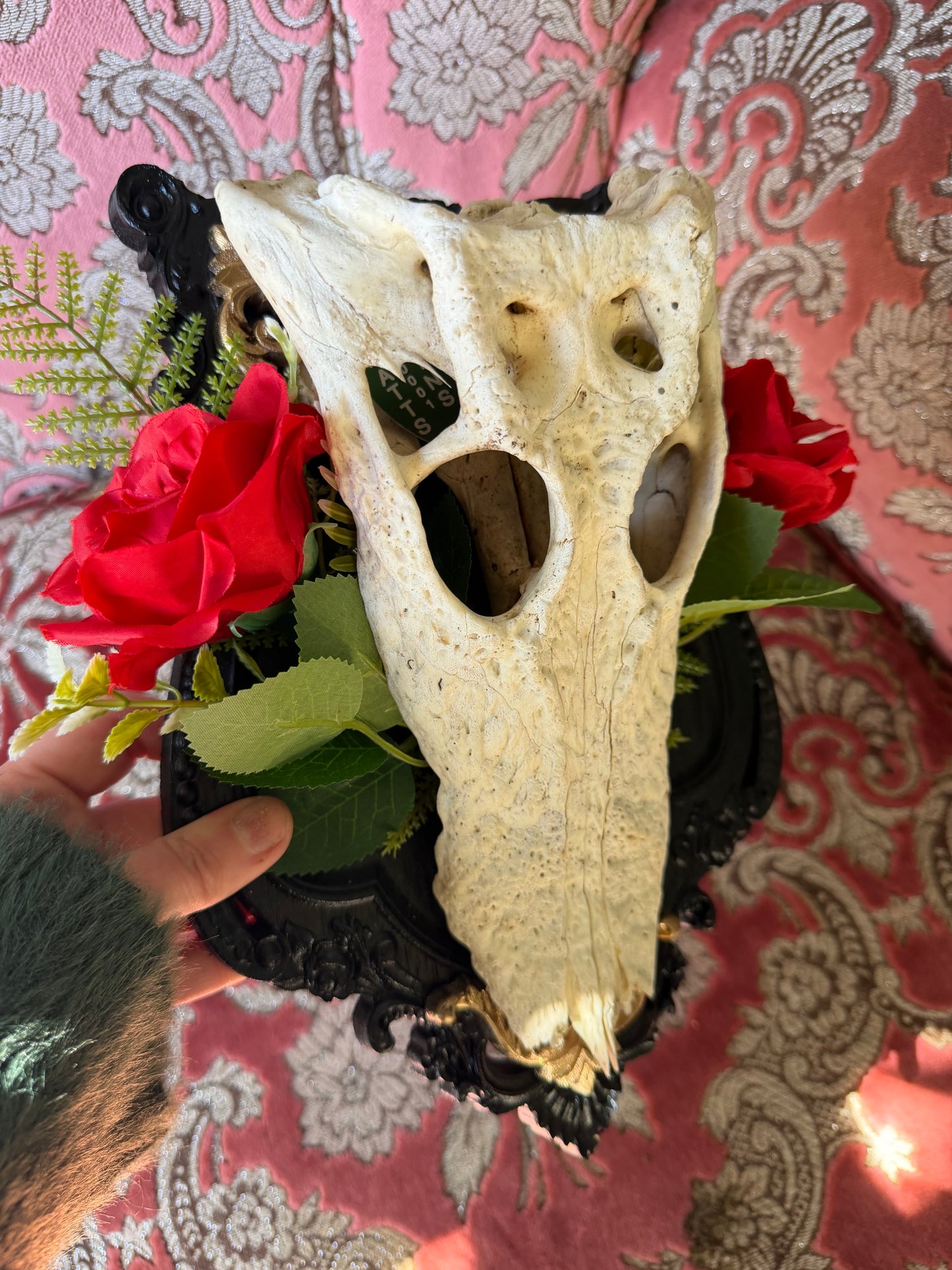 GOLD FERN ROSA - crocodile skull curio with permit