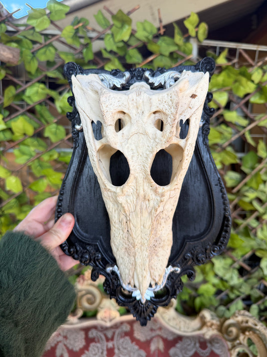 NOIR CROCOIR - crocodile curio with permit