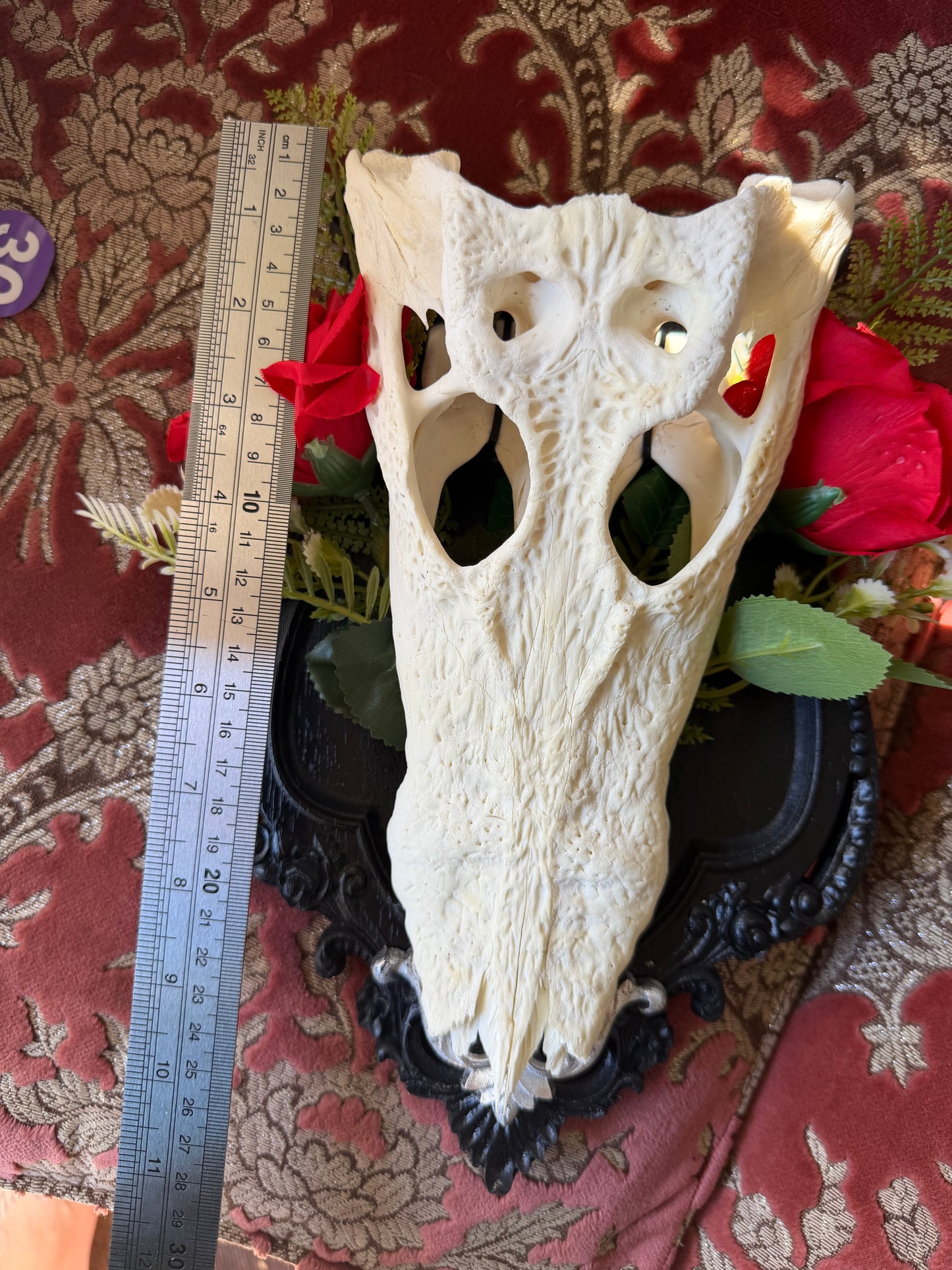 SILVER FERN ROSA - crocodile skull curio with permit