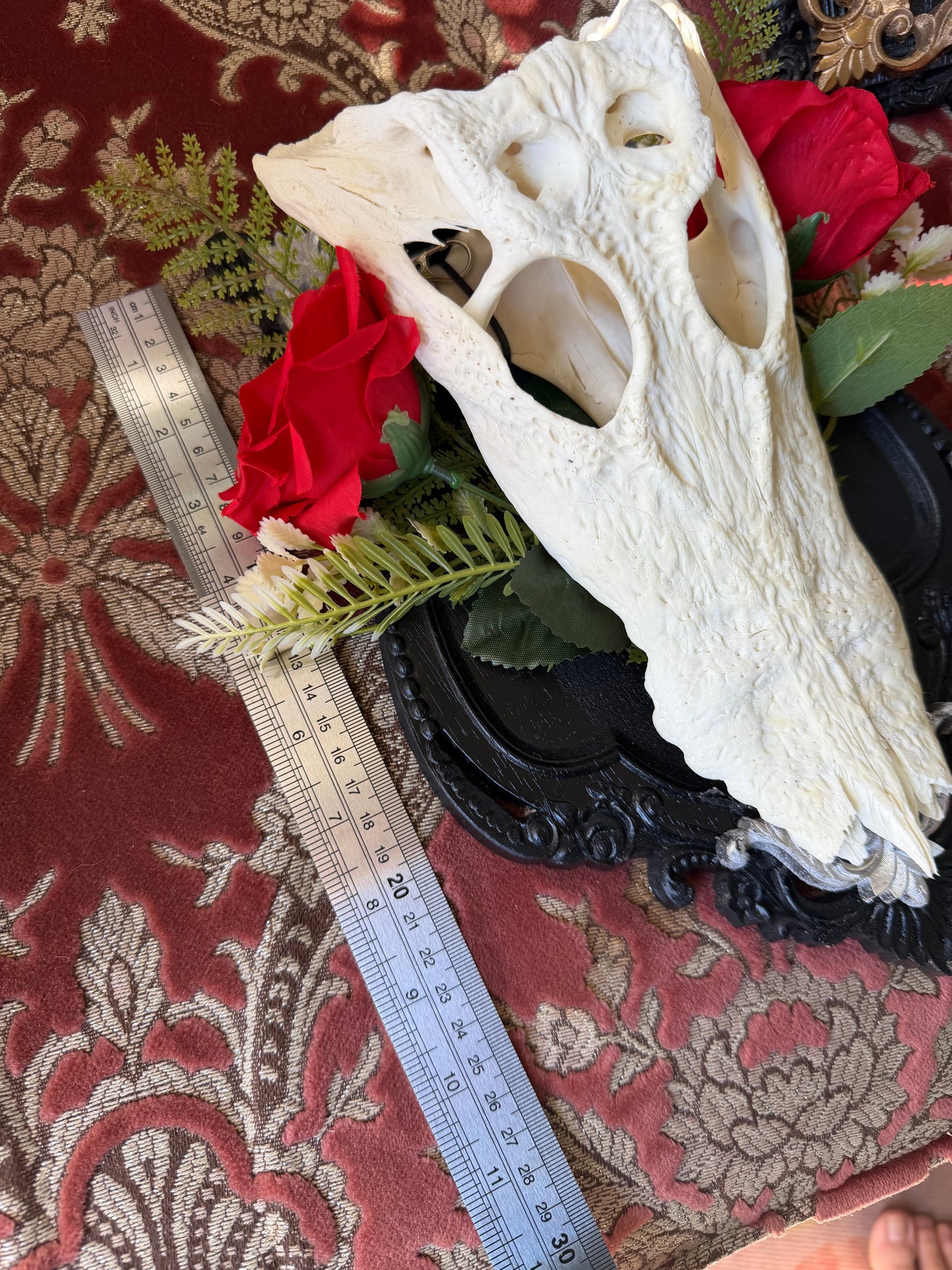 SILVER FERN ROSA - crocodile skull curio with permit